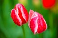 Closeup red tulips in the garden Royalty Free Stock Photo