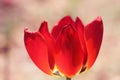 Closeup of red tulips in the garden Royalty Free Stock Photo