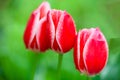 Closeup red tulips in the garden Royalty Free Stock Photo