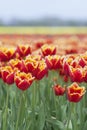 Closeup of red tulips with yellow brim in dutch flower field Royalty Free Stock Photo