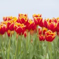 Closeup of red tulips with yellow brim in dutch flower field Royalty Free Stock Photo