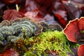 Closeup of red turkey tail fungus, Trametes versicolor, and moss on a tree bark Royalty Free Stock Photo