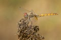 Closeup of a red-veined dropwing on dry plants under the sunlight with a blurry background