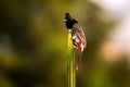 Closeup of a Red-vented bulbul perched on a green leaf