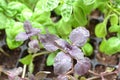 Closeup of red or violet basil Robin Hood. Vegan cuisine. Organic food background. Farming, agriculture. Mediterranean cuisine.