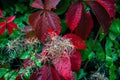 Closeup of red Virginia creeper leaves pant in the garden