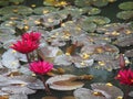 Red Water lily Plantae, Sacred Lotus, Bean of India, Nelumbo, NELUMBONACEAE name flower in pond Large flowers oval buds Pink