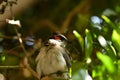 Closeup of a red-whiskered bulbul, or crested bulbul resting on a branch