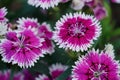 Closeup of red white Dianthus flower Dianthus chinensis in garden Royalty Free Stock Photo