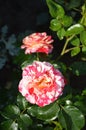 A closeup of a red and white fancy striped rose flower, floribunda Abracadabra cultivar