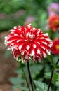 Closeup Red and White Giant Dahlia on green background.