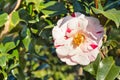 Red and white striped camellia bush with flower in bloom Royalty Free Stock Photo