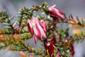 red and white striped flower of the Australian native shrub Darwinia macrostegia hybrid Stripey, family Myrtaceae