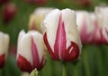 Closeup of red and white tulip Royalty Free Stock Photo