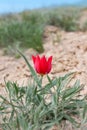 Closeup red wild tulip near mount Bogdo in reserve.