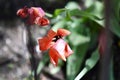 Closeup of red wild tulips surrounded by greenery under sunlight with a blurry background Royalty Free Stock Photo