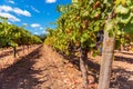 Red Wine Grapes in Vineyard in Napa Valley California USA Royalty Free Stock Photo