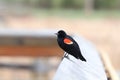 Closeup of a Red Winged Blackbird on a boardwalk rail Royalty Free Stock Photo