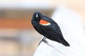 Closeup of a Red Winged Blackbird on a boardwalk rail Royalty Free Stock Photo