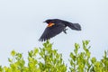 Red-winged Blackbird In Flight Royalty Free Stock Photo