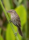 Closeup of a red-winged female blackbird standing on a green tree branch in a Florida wetlands marsh