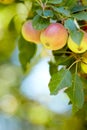 Closeup of red and yellow apples growing on a tree branch in summer with copyspace. Fruit hanging from an orchard farm Royalty Free Stock Photo