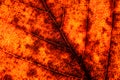 Closeup of a red-yellow autumn leaf on a gleam, the veins and the petiole