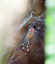 Closeup of the red, yellow and black spider Trichonephila clavata in the spiderweb, also known as Joro spider, member of the