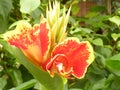 Closeup of a red and yellow canna flower blooming at a garden Royalty Free Stock Photo