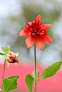 closeup the red yellow dahlia flower growing with leaves and plant soft focus natural sky green background Royalty Free Stock Photo