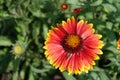 Closeup of red and yellow flower of Gaillardia aristata in May Royalty Free Stock Photo