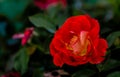 Red-yellow hybrid rose