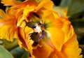 Closeup of red and yellow parrot tulip flower with green leaves in blurred background Royalty Free Stock Photo