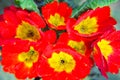 Closeup of red and yellow primrose flowers background Royalty Free Stock Photo