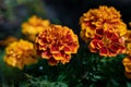 Closeup of red and yellow Tagetes flowers blooming in the garden Royalty Free Stock Photo