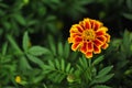 Closeup Red Yellow Tagetes Patula Flower Green Background Royalty Free Stock Photo