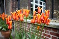 Closeup of red yellow tulips in the center of an old city. Red and yellow tulips with blurred city background