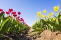 Closeup of red and yellow tulips in a Dutch tulips field flowerbed under a blue sky Royalty Free Stock Photo