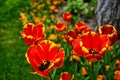 Closeup of red and yellow tulips in garden outdoors Royalty Free Stock Photo