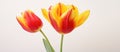 Closeup of red and yellow tulips on white background Royalty Free Stock Photo