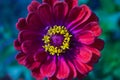 Closeup of red Zinnia flower in full bloom centered