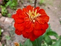 Red Zinnia flower with blurry background Royalty Free Stock Photo