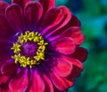 Closeup of red Zinnia flower in full bloom