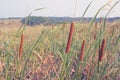 Closeup of a reddish bulrush growing in a field