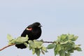 Closeup of a redwinged black bird sitting on a leafed branch