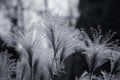 Beautiful Reed flowers in autumn Royalty Free Stock Photo