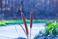 Closeup reed stem on a forest lake