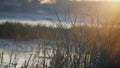 Closeup reed stems illuminated soft sunrise. Calm autumn morning on park lake. Royalty Free Stock Photo