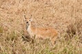 Closeup of a male Reedbuck Royalty Free Stock Photo