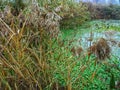 Closeup of reeds and unknown plants in the pond of wetlands park